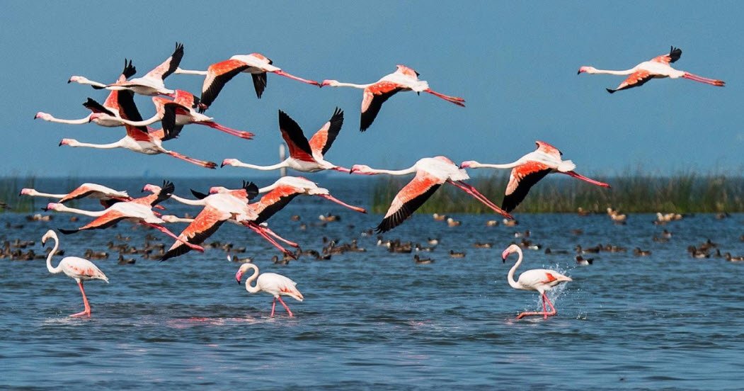 Kanwar Lake Bird Sanctuary